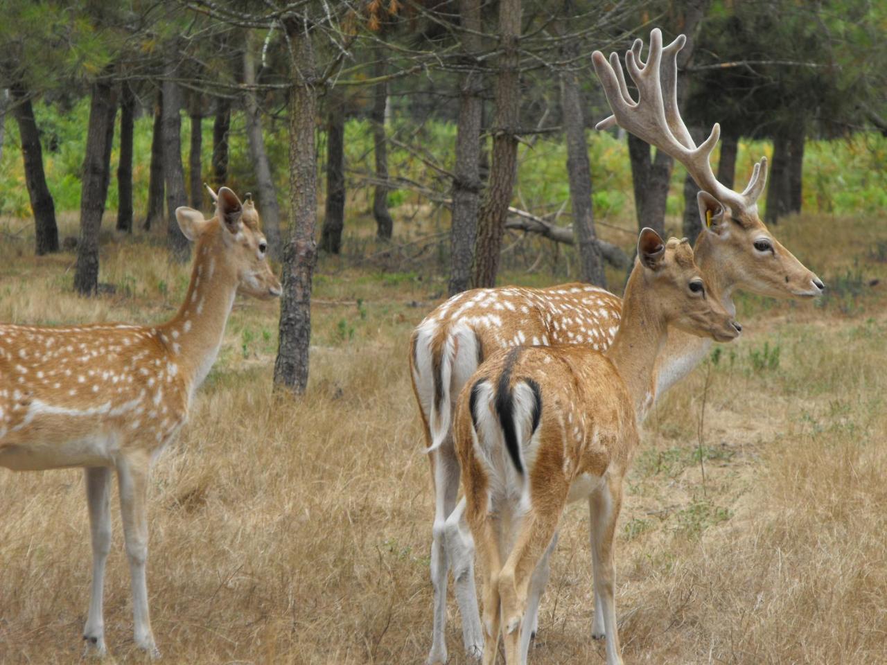 Cabane Des Cerfs Allons  Εξωτερικό φωτογραφία