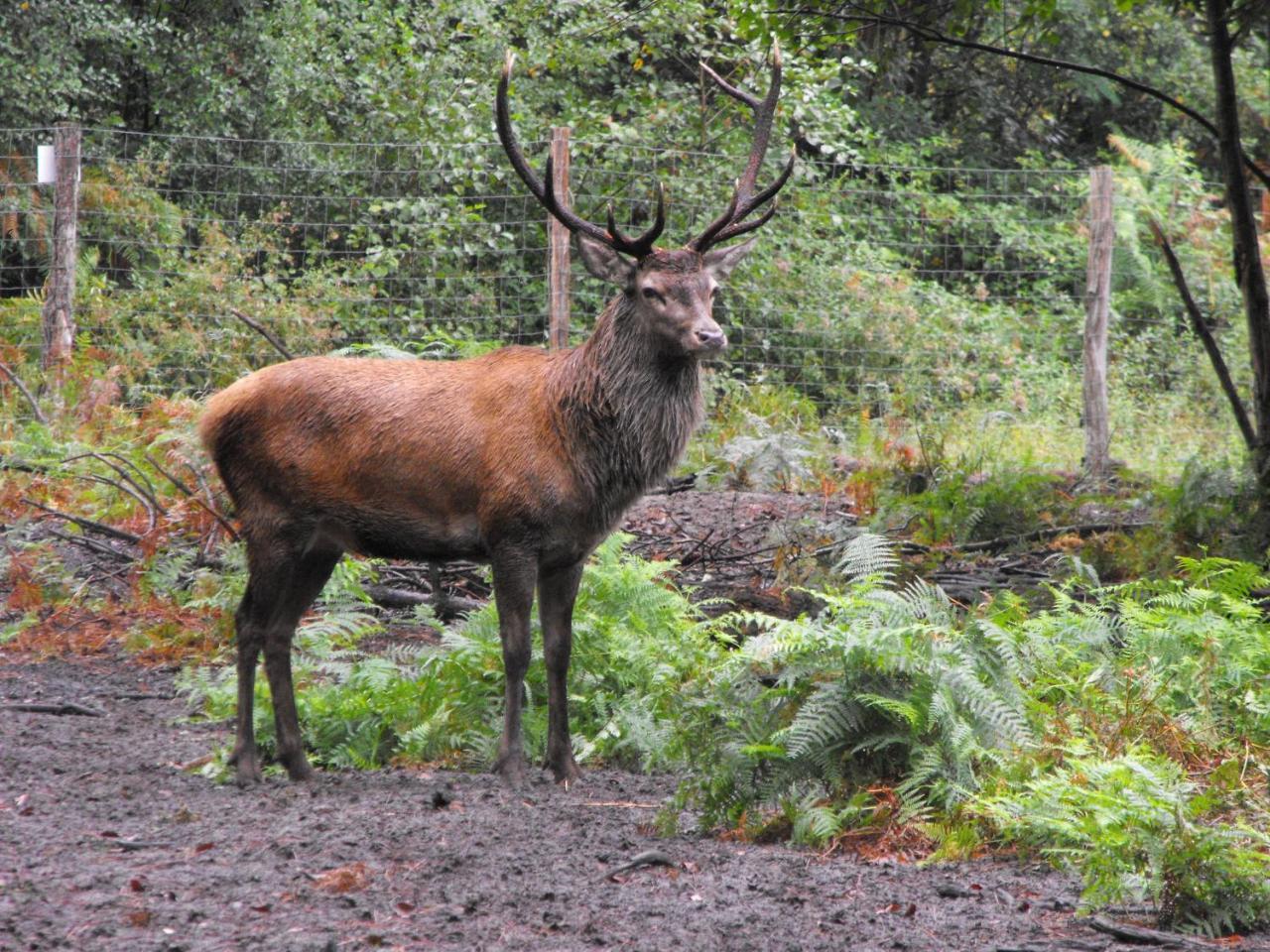 Cabane Des Cerfs Allons  Εξωτερικό φωτογραφία